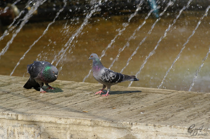 Rainbow Pigeons CDA Photo